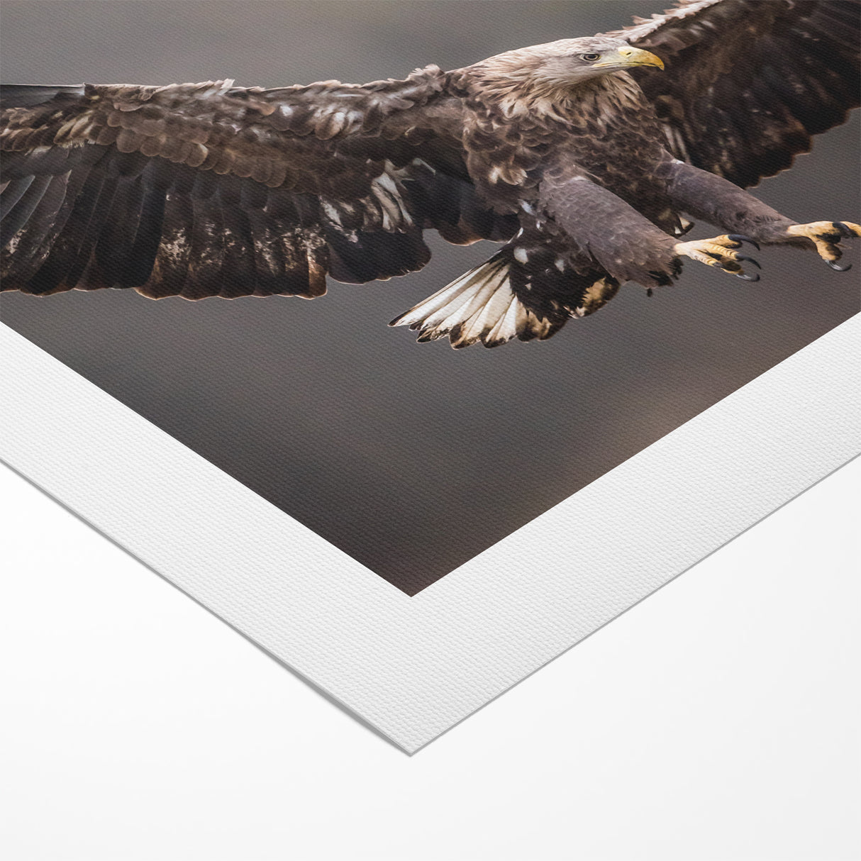 Powerful Birds of Prey Wall Art – Eagle in Flight Wildlife Canvas Print