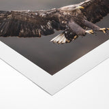 Powerful Birds of Prey Wall Art – Eagle in Flight Wildlife Canvas Print