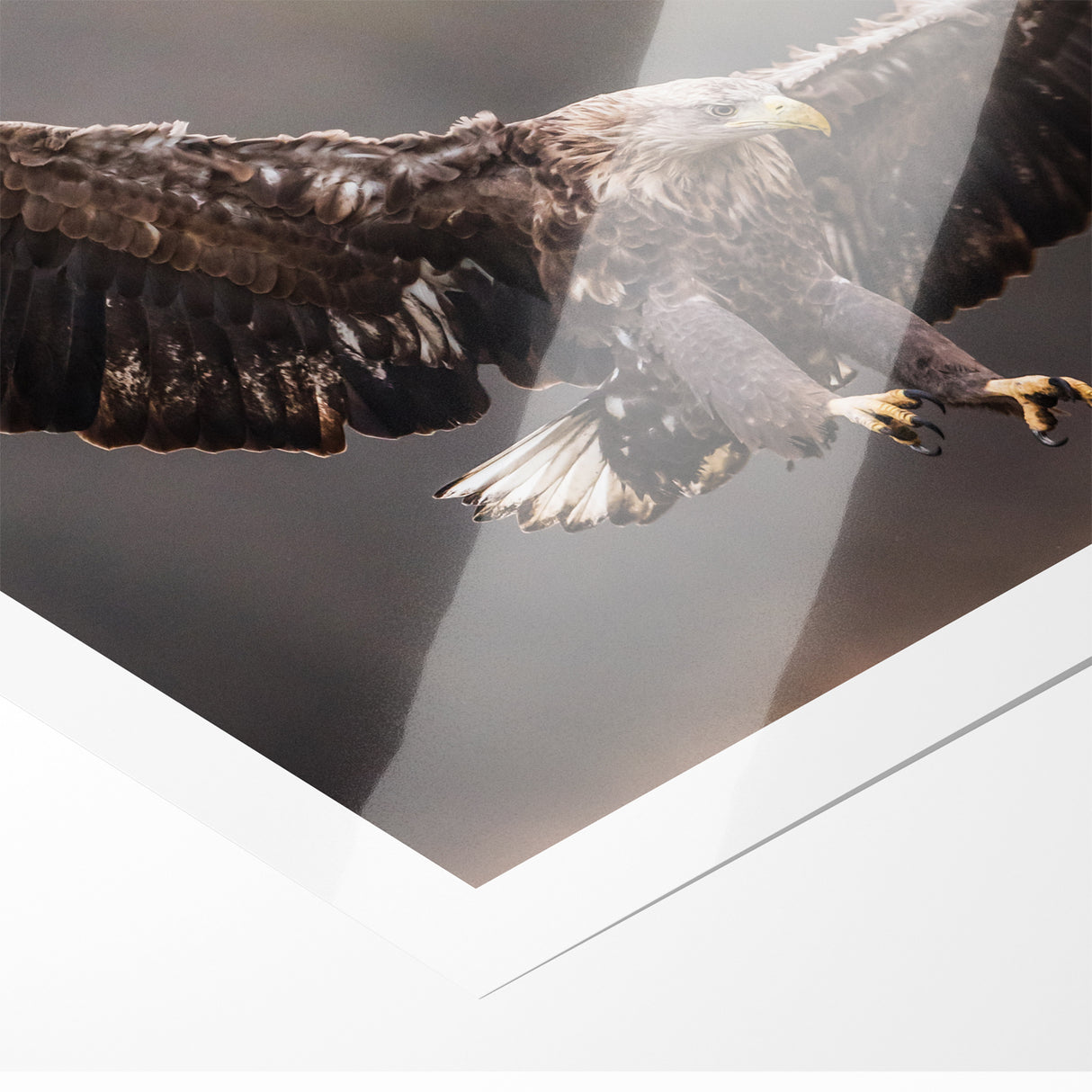 Powerful Birds of Prey Wall Art – Eagle in Flight Wildlife Canvas Print