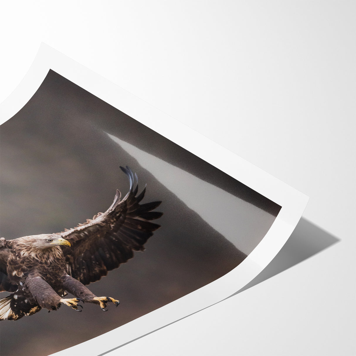 Powerful Birds of Prey Wall Art – Eagle in Flight Wildlife Canvas Print