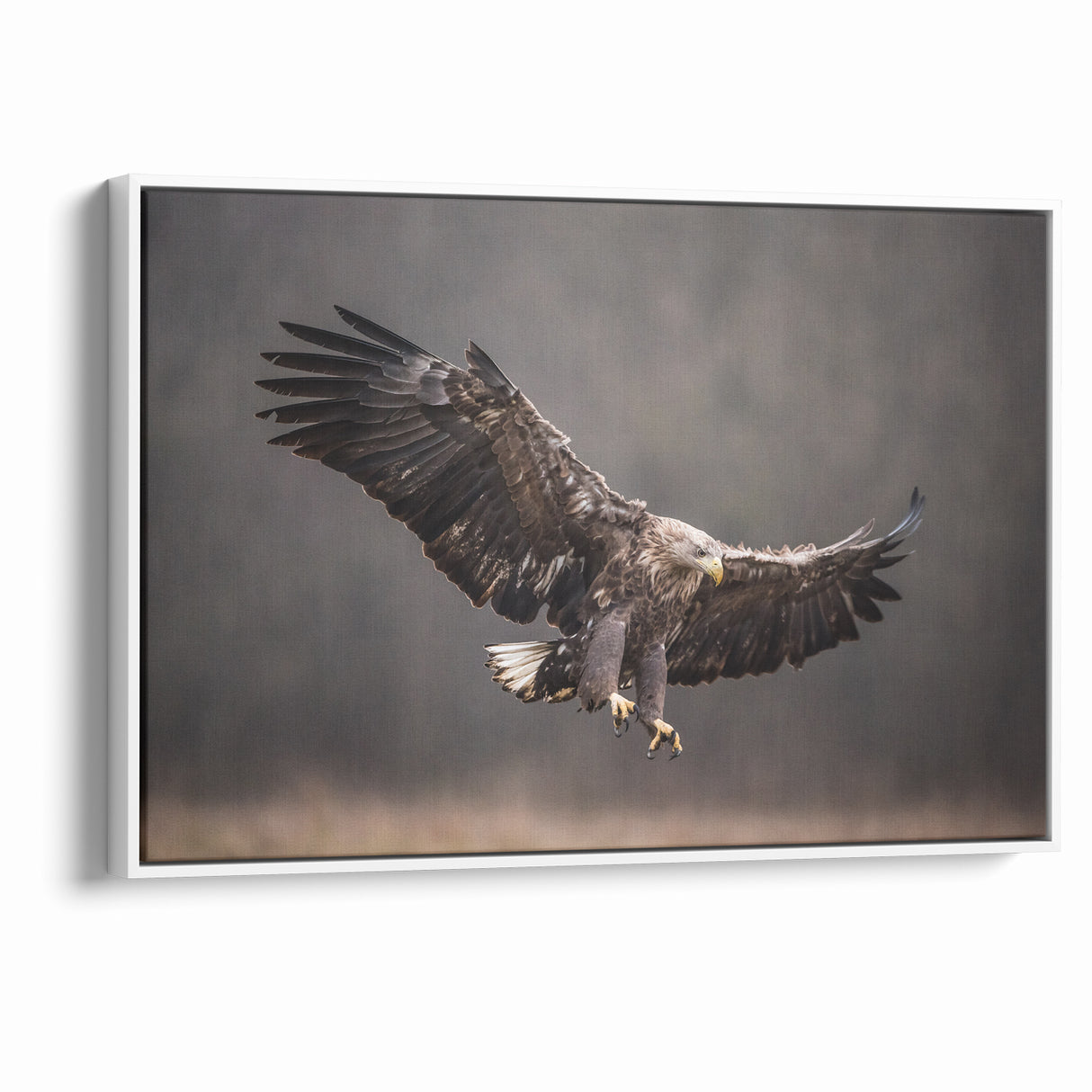 Powerful Birds of Prey Wall Art – Eagle in Flight Wildlife Canvas Print