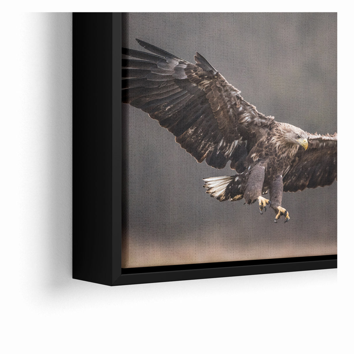 Powerful Birds of Prey Wall Art – Eagle in Flight Wildlife Canvas Print