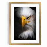 Intense Birds of Prey Wall Art – Bald Eagle Close-Up Portrait Print