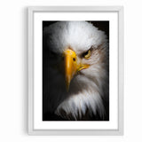 Intense Birds of Prey Wall Art – Bald Eagle Close-Up Portrait Print
