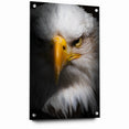 Intense Birds of Prey Wall Art – Bald Eagle Close-Up Portrait Print