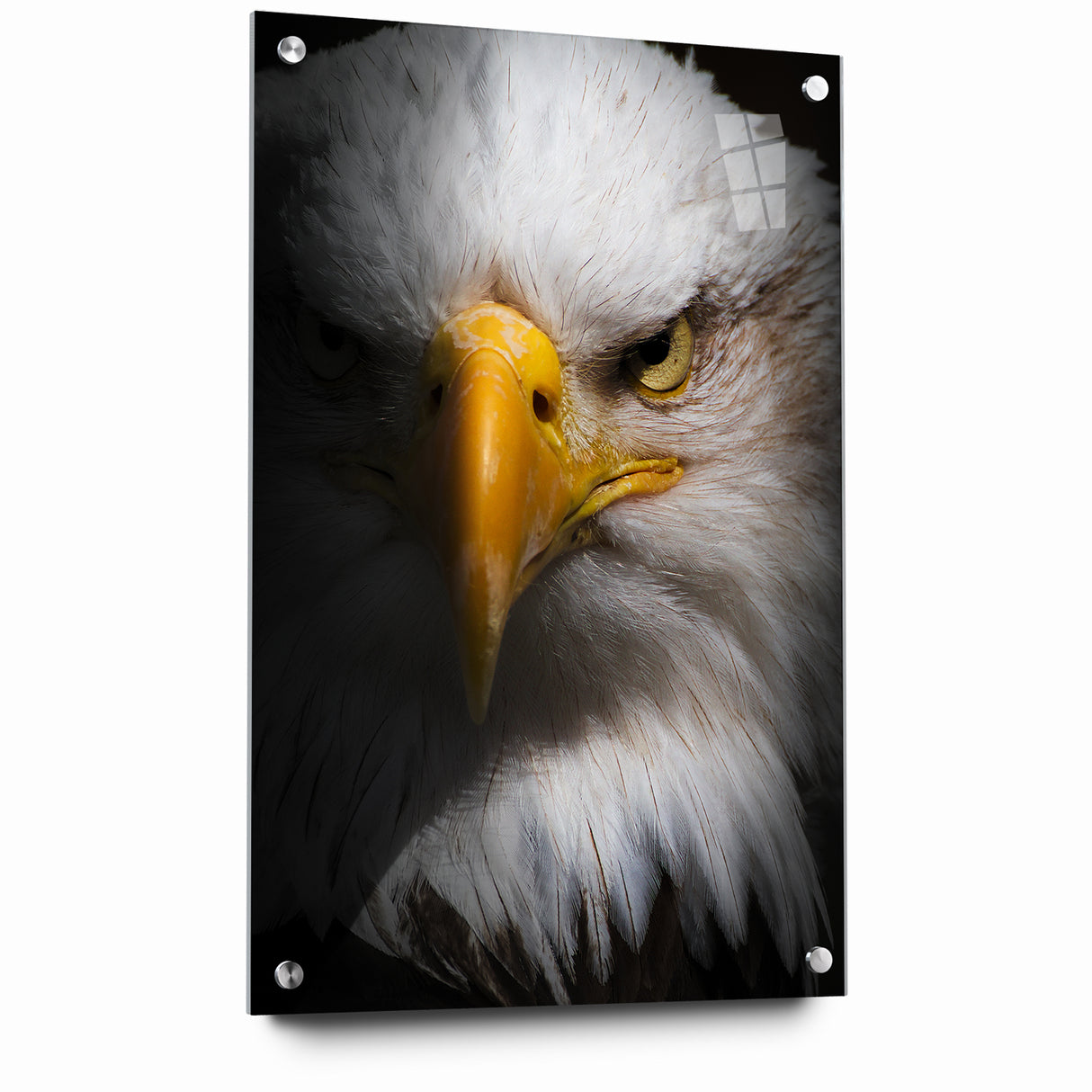 Intense Birds of Prey Wall Art – Bald Eagle Close-Up Portrait Print