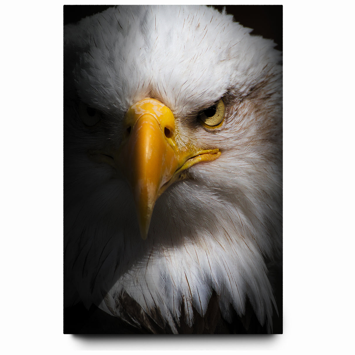Intense Birds of Prey Wall Art – Bald Eagle Close-Up Portrait Print