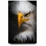 Intense Birds of Prey Wall Art – Bald Eagle Close-Up Portrait Print