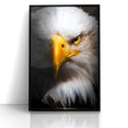 Intense Birds of Prey Wall Art – Bald Eagle Close-Up Portrait Print