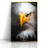 Intense Birds of Prey Wall Art – Bald Eagle Close-Up Portrait Print