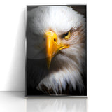Intense Birds of Prey Wall Art – Bald Eagle Close-Up Portrait Print