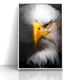 Intense Birds of Prey Wall Art – Bald Eagle Close-Up Portrait Print