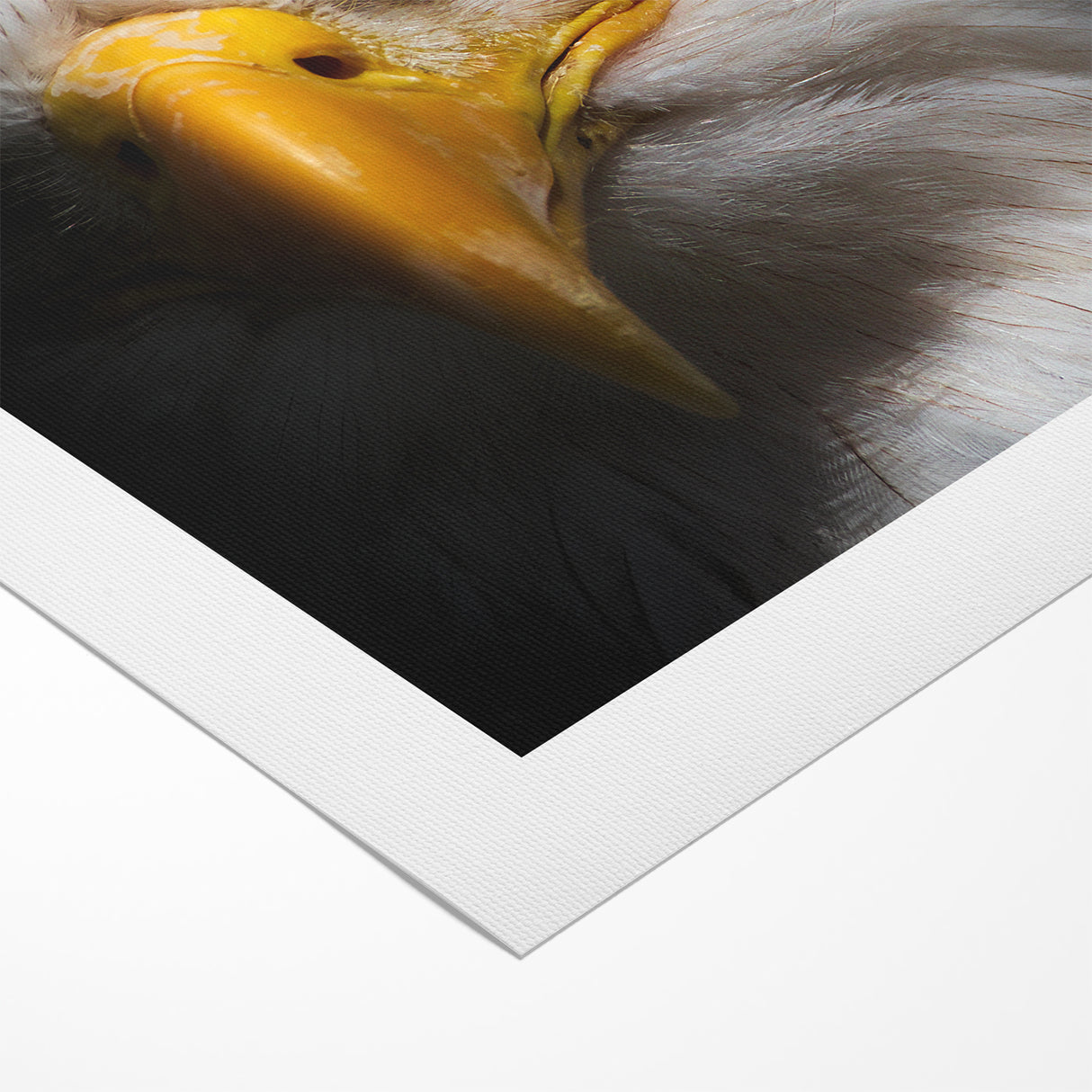 Intense Birds of Prey Wall Art – Bald Eagle Close-Up Portrait Print
