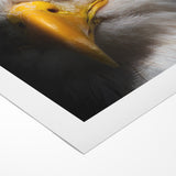 Intense Birds of Prey Wall Art – Bald Eagle Close-Up Portrait Print