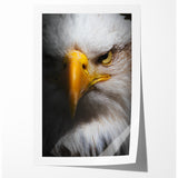 Intense Birds of Prey Wall Art – Bald Eagle Close-Up Portrait Print