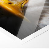 Intense Birds of Prey Wall Art – Bald Eagle Close-Up Portrait Print