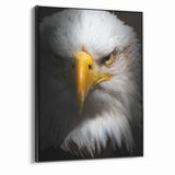 Intense Birds of Prey Wall Art – Bald Eagle Close-Up Portrait Print
