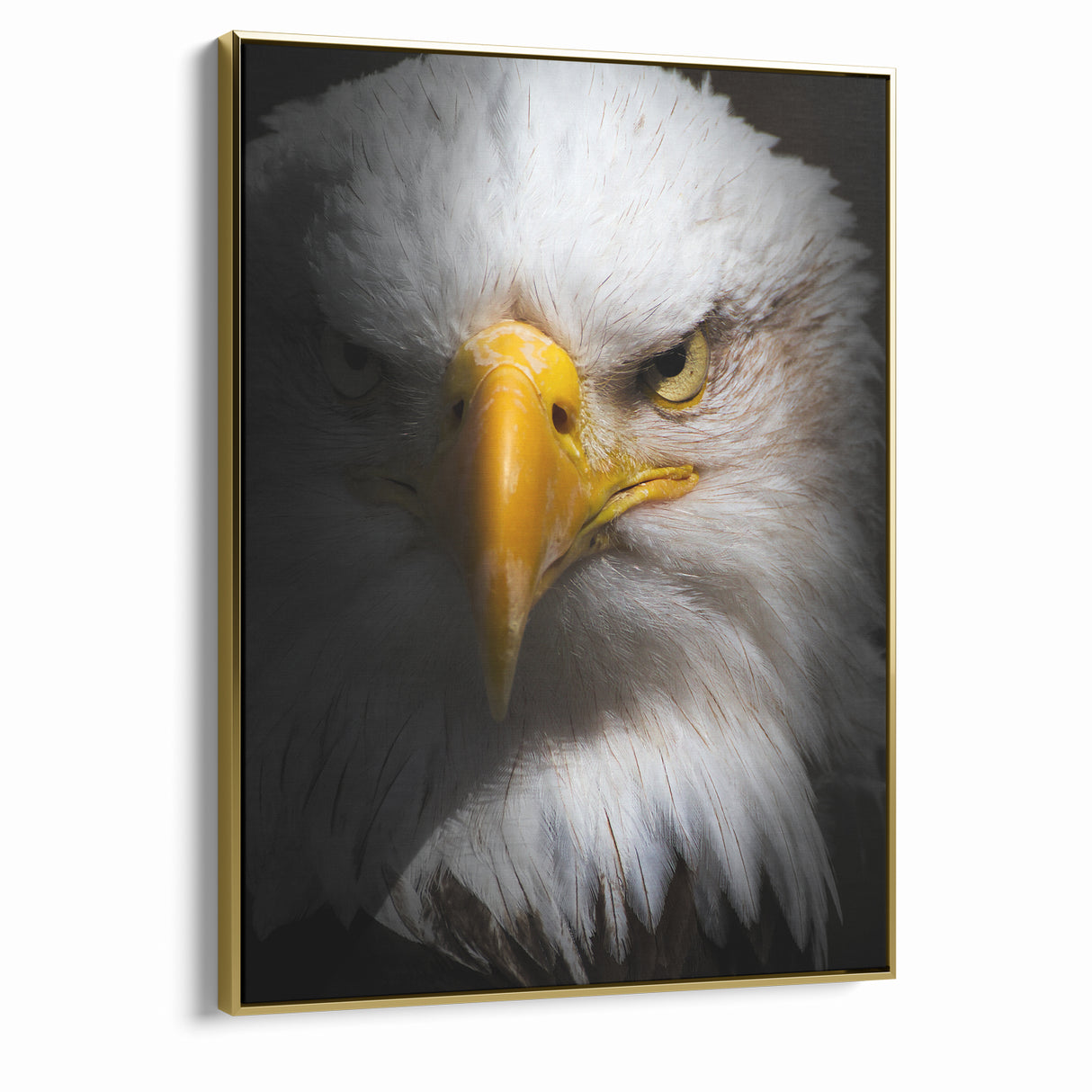 Intense Birds of Prey Wall Art – Bald Eagle Close-Up Portrait Print
