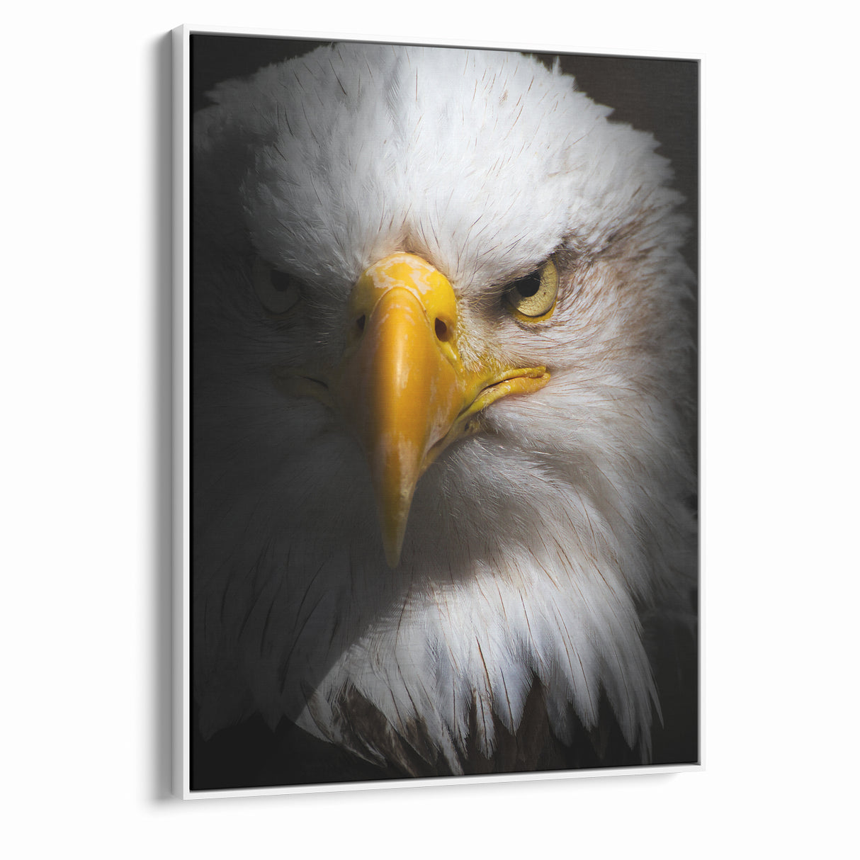 Intense Birds of Prey Wall Art – Bald Eagle Close-Up Portrait Print