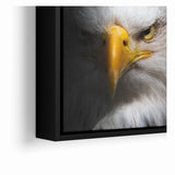 Intense Birds of Prey Wall Art – Bald Eagle Close-Up Portrait Print