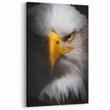 Intense Birds of Prey Wall Art – Bald Eagle Close-Up Portrait Print