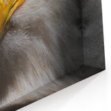 Intense Birds of Prey Wall Art – Bald Eagle Close-Up Portrait Print