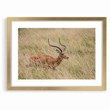 Serene Antelope in Tall Grass - Nature-Inspired Wildlife Wall Art