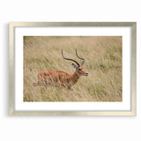 Serene Antelope in Tall Grass - Nature-Inspired Wildlife Wall Art
