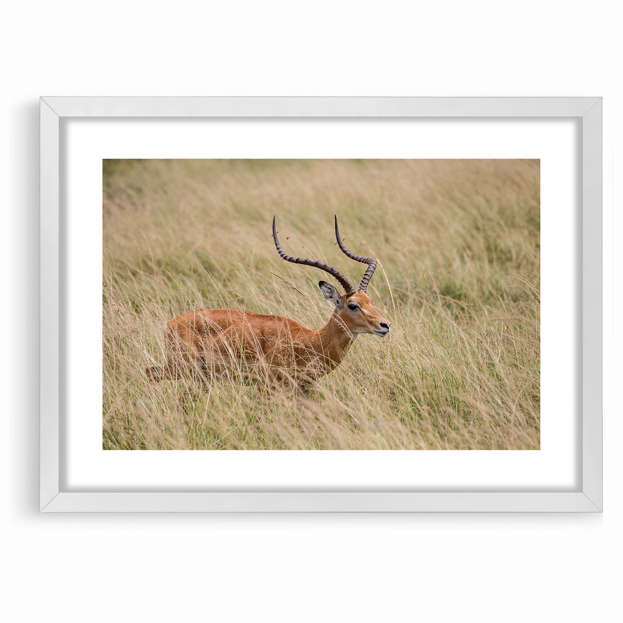 Serene Antelope in Tall Grass - Nature-Inspired Wildlife Wall Art