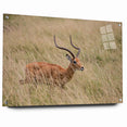 Serene Antelope in Tall Grass - Nature-Inspired Wildlife Wall Art