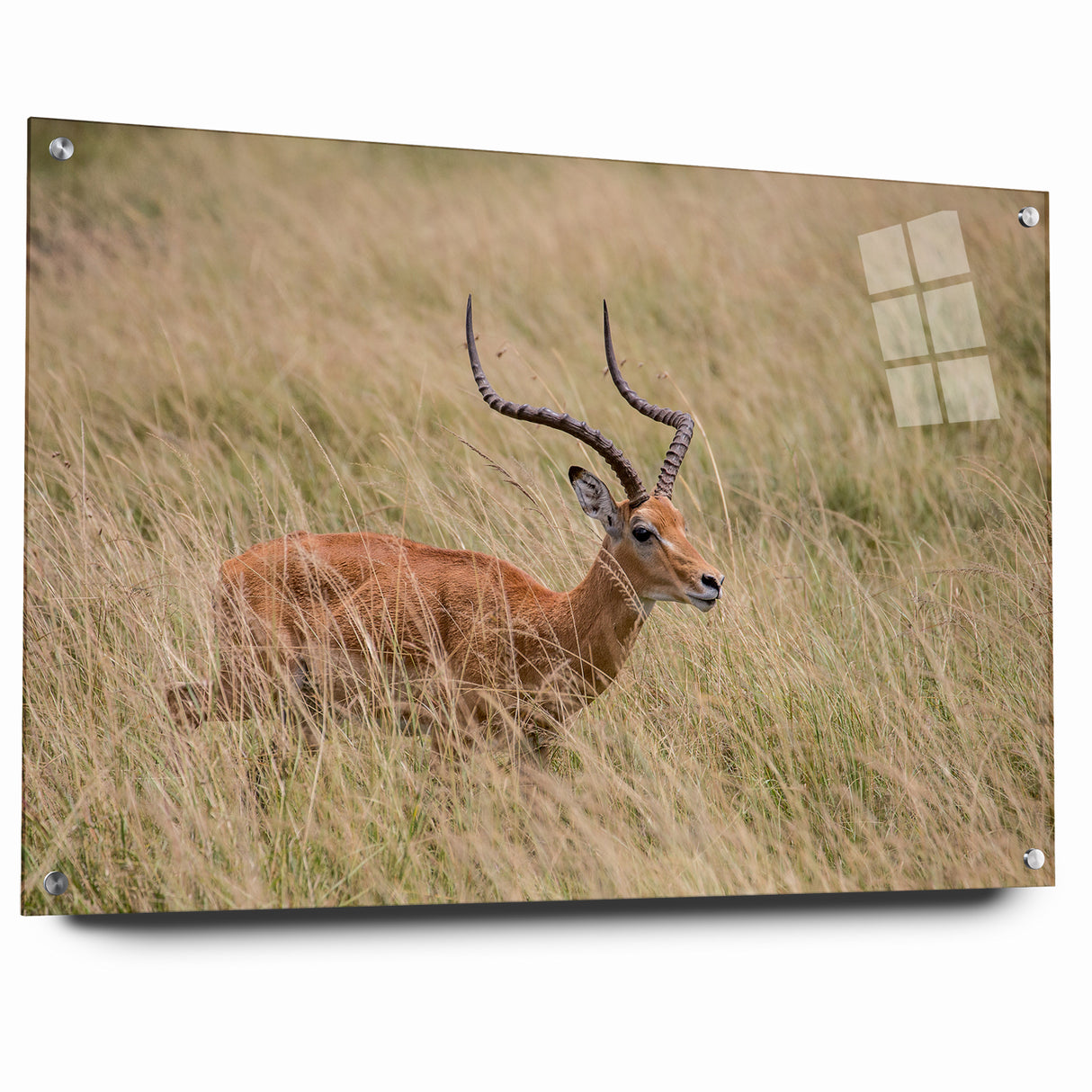 Serene Antelope in Tall Grass - Nature-Inspired Wildlife Wall Art
