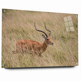 Serene Antelope in Tall Grass - Nature-Inspired Wildlife Wall Art