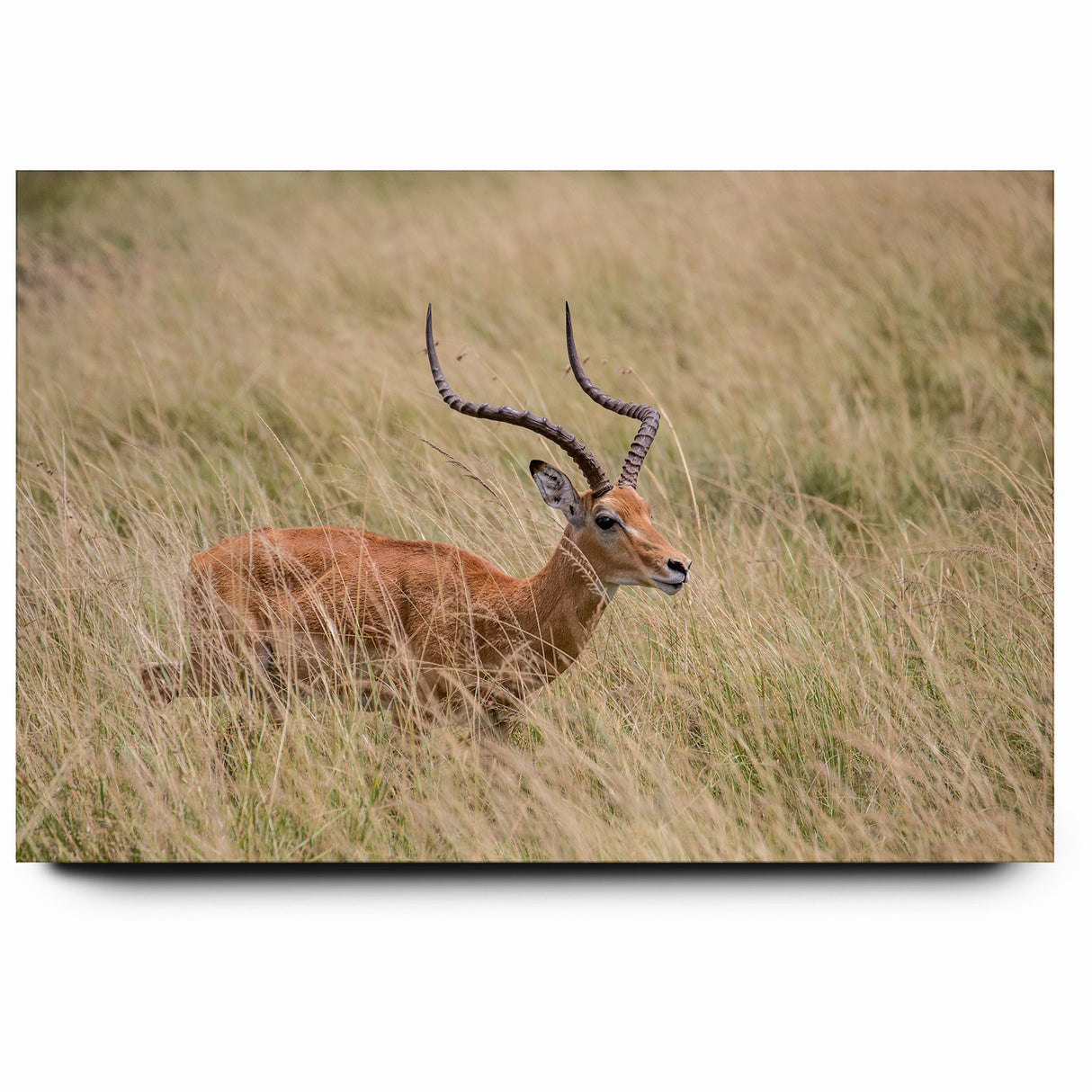 Serene Antelope in Tall Grass - Nature-Inspired Wildlife Wall Art