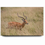 Serene Antelope in Tall Grass - Nature-Inspired Wildlife Wall Art