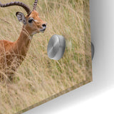 Serene Antelope in Tall Grass - Nature-Inspired Wildlife Wall Art