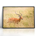 Serene Antelope in Tall Grass - Nature-Inspired Wildlife Wall Art