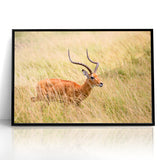 Serene Antelope in Tall Grass - Nature-Inspired Wildlife Wall Art