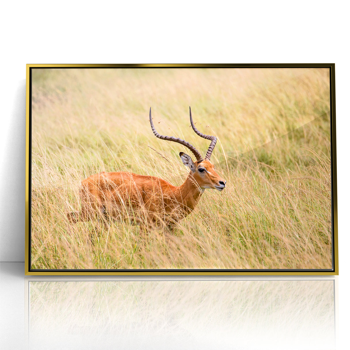 Serene Antelope in Tall Grass - Nature-Inspired Wildlife Wall Art