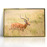 Serene Antelope in Tall Grass - Nature-Inspired Wildlife Wall Art