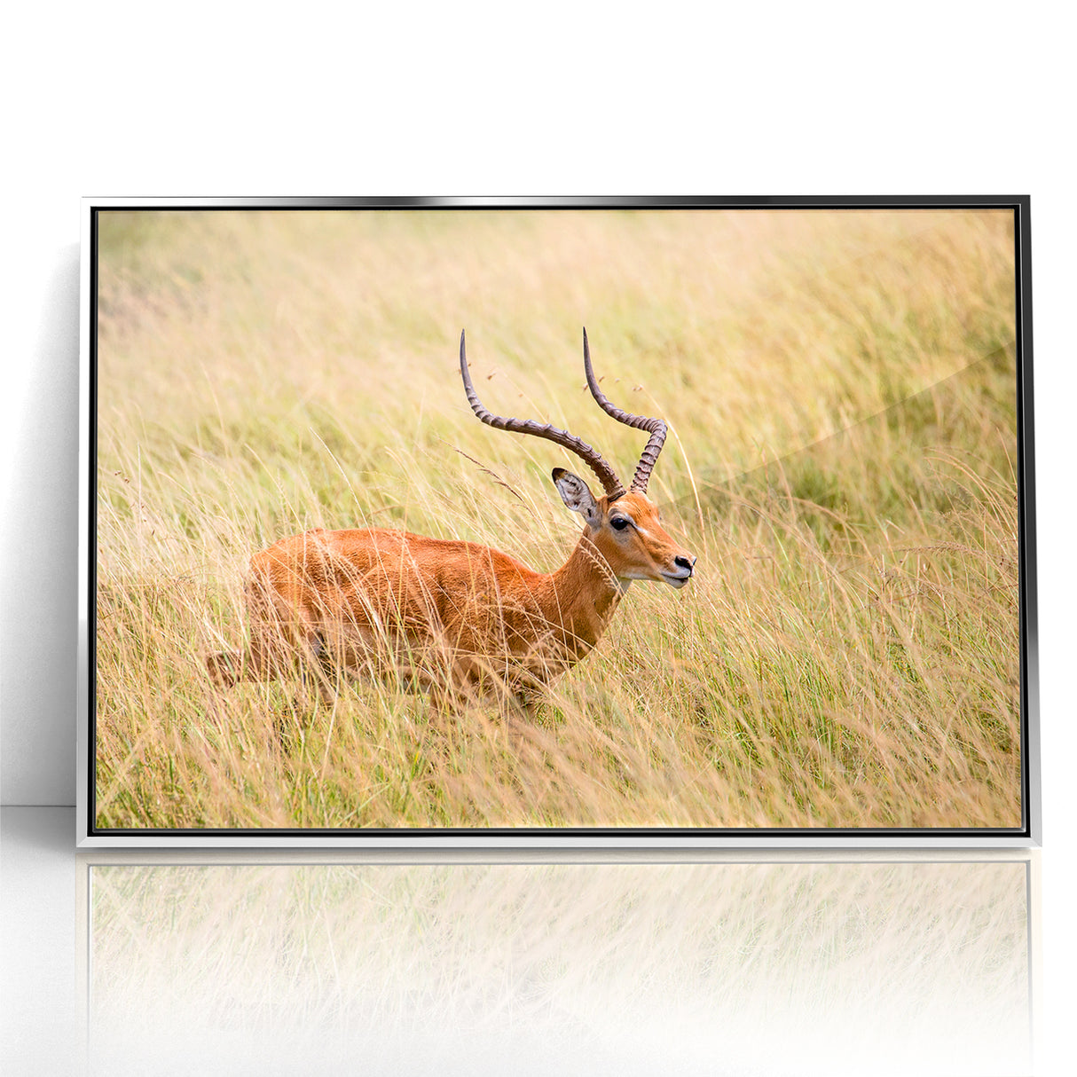 Serene Antelope in Tall Grass - Nature-Inspired Wildlife Wall Art