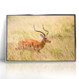 Serene Antelope in Tall Grass - Nature-Inspired Wildlife Wall Art