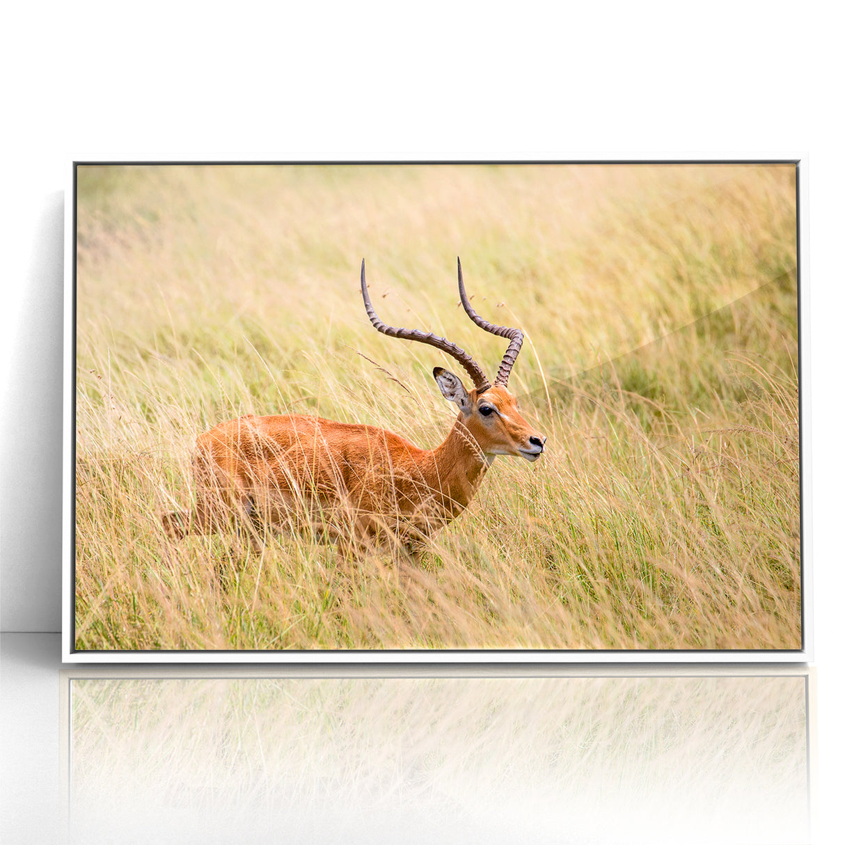 Serene Antelope in Tall Grass - Nature-Inspired Wildlife Wall Art