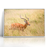Serene Antelope in Tall Grass - Nature-Inspired Wildlife Wall Art