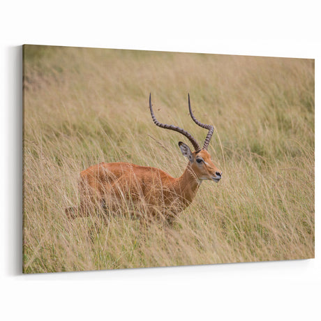 Serene Antelope in Tall Grass - Nature-Inspired Wildlife Wall Art