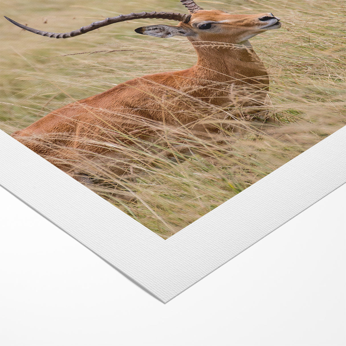 Serene Antelope in Tall Grass - Nature-Inspired Wildlife Wall Art