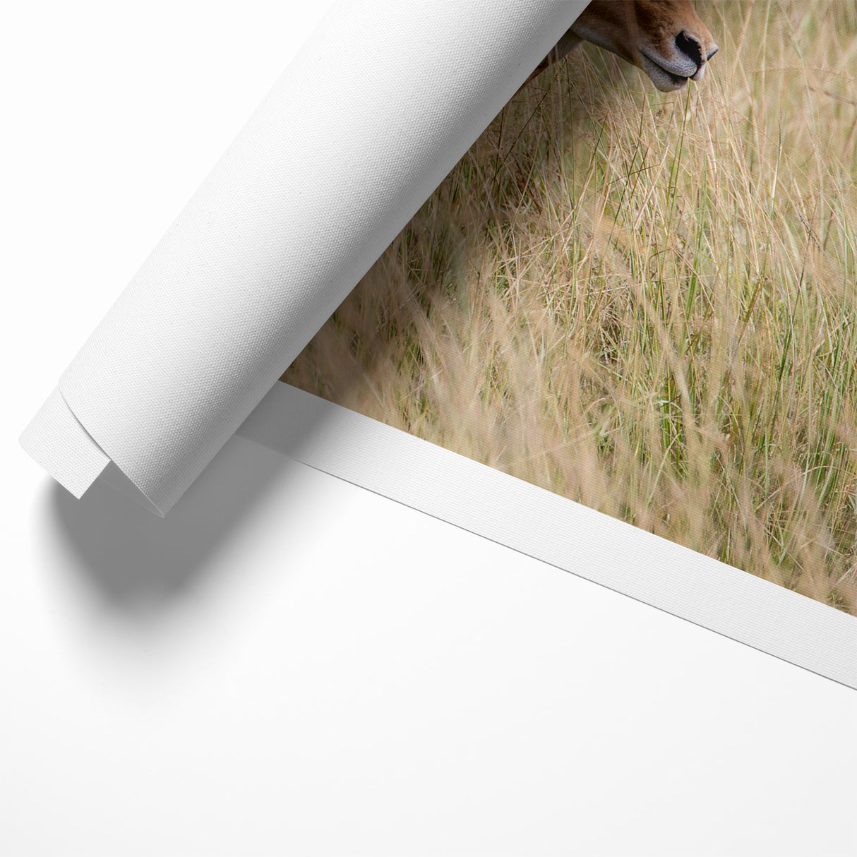 Serene Antelope in Tall Grass - Nature-Inspired Wildlife Wall Art
