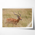 Serene Antelope in Tall Grass - Nature-Inspired Wildlife Wall Art