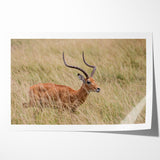 Serene Antelope in Tall Grass - Nature-Inspired Wildlife Wall Art
