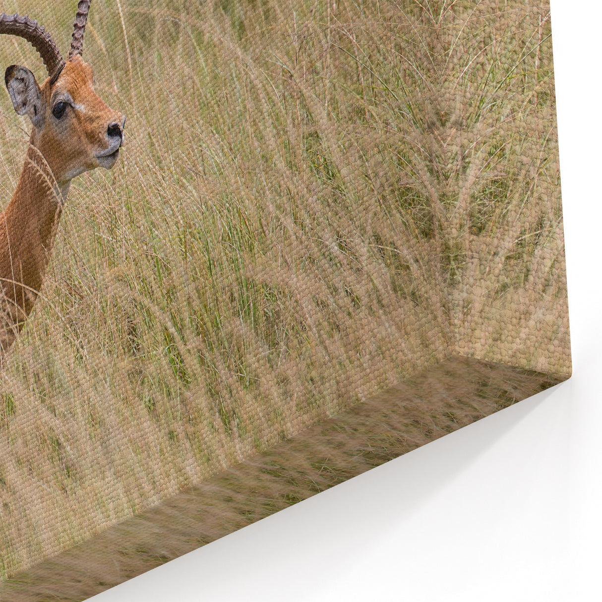 Serene Antelope in Tall Grass - Nature-Inspired Wildlife Wall Art