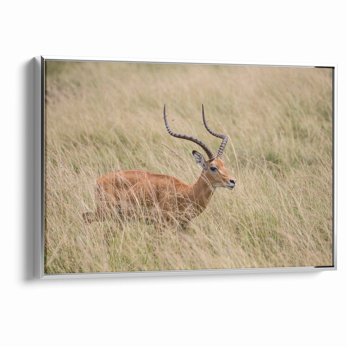 Serene Antelope in Tall Grass - Nature-Inspired Wildlife Wall Art
